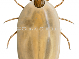 Illustration of Brown Dog Tick (Rhipicephalus sanguineus) female fed (#4573)