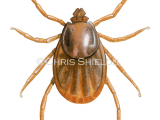 Illustration of Brown Dog Tick (Rhipicephalus sanguineus) unfemale fed (#4661)