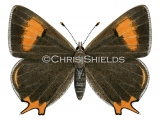 Illustration of Brown Hairstreak male (Thecla betulae) (#1744)