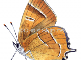 Illustration of Brown Hairstreak (male) Thecla betulae (#1745)