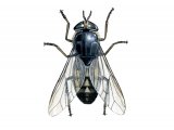 Illustration of Brown Horsefly (Tabanus bromius) (#2363)