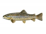 Illustration of Trout (Brown) Salmo trutta (#2702)