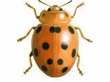 Illustration of Bryony Ladybird (Henosepilachna argus) (#0489)