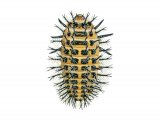 Illustration of Bryony Ladybird Larvae (Epilachna aygus) (#1791)