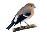 Illustration of Bullfinch Juvenile (Pyrrhula pyrrhula) (#1191)