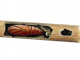 Illustration of Bulrush Wainscot Pupae (Nonagria typhae) (#0342)