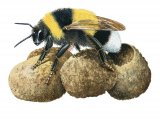 Illustration of Bumblebee (Garden) Bombus hortorum (#2601)