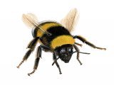 Illustration of Bumblebee (Garden) Bombus hortorum (#2603)