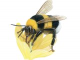 Illustration of Bumblebee (Garden) Bombus hortorum (#2604)