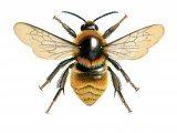 Illustration of Bumblebee (Great yellow) Bombus distinguendus (#0380)