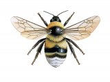 Illustration of Bumblebee (Large garden) Bombus ruderatus (#4053)