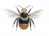 Illustration of Bumblebee (Mountain) male Bombus monticola (#4163)