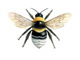 Illustration of Bumblebee (Short-haired) Bombus subterraneus (#2016)