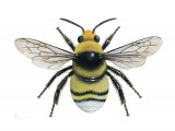 Illustration of Bumblebee (White-tailed) (male) Bombus lucorum (#2540)