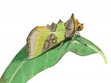 Illustration of Burnished Brass (Diachrysia chrysitis) (#2497)