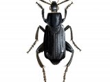 Illustration of Sexton Beetle (Necrodes littoralis) (#2293)