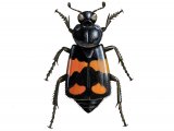 Illustration of Burying Beetle (Nicrophorus vespilloides) (#2292)