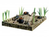 Illustration of Burying Beetles (#2855)