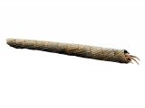Illustration of Caddis Larvae (Adicella reducta) (#2827)