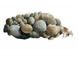 Illustration of Caddis Larvae (Agapetus fuscipes) (#2828)