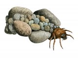 Illustration of Caddis Larvae (Goera Pilosa) (#2829)