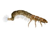 Illustration of Caddis Larvae (Hydropsyche pellusidula) (#2831)