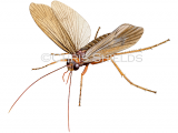 Illustration of Caddisfly (Anabolia nervosa) (#4672)