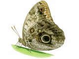 Illustration of Caligo memnon (Owl Butterfly) (#2177)
