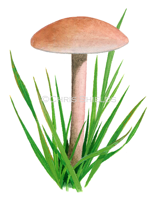 Illustration of Calocybe carnea (Pink Domecap) (#4130)