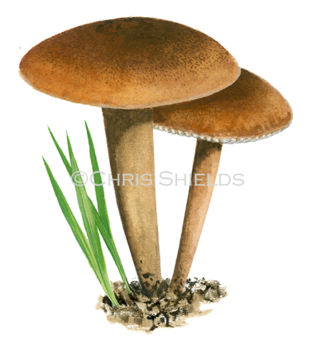 Illustration of Camarophyllopsis schulzeri (Matt Fanvault) (#3832)