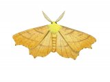 Illustration of Canary-shouldered Thorn (Ennomos alniaria) (#2484)