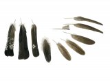 Illustration of Capercaillie feathers (Tetrao urogallus) (#3731)