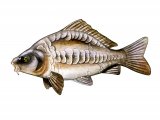 Illustration of Carp (Mirror) Cyprinus carpio (#1252)