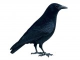 Illustration of Carrion Crow (Corvus corone) (#1076)