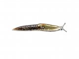 Illustration of Slug (Caruana's) Deroceras panormitanum.jpg (#0630)