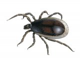 Illustration of Castor Bean Tick (Ixodes ricinus) fed male (#4219)