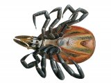 Illustration of Castor Bean Tick (Ixodes ricinus) dead (#4099)