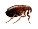 Illustration of Cat Flea (Ctenocerphalides felis) (#2063)