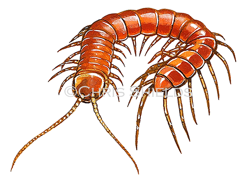 Illustration of Centipede (Lithobius forficatus) (#3252)