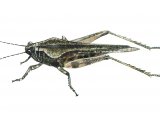 Illustration of Ceperos Groundhopper (Tetrix ceperoi) (#0547)