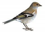 Illustration of Chaffinch female (Fringilla coelebs) (#1193)