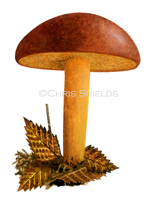Illustration of Chalciporus piperatus (Peppery Bolete) (#4455)