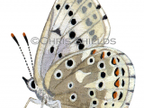 Illustration of Chalk-hill) Blue male (Lysandra coridon) (#1373)