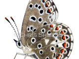 Illustration of Chalk-hill female (Lysandra coridon) (#1375)