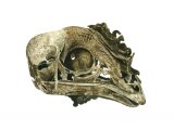 Illustration of Chicken Skull (#1755)