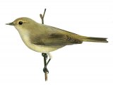 Illustration of Chiffchaff (Phylloscopus collybita) (#3367)