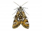 Illustration of Brown China-mark Moth (Elophila nymphaeata) (#0345)