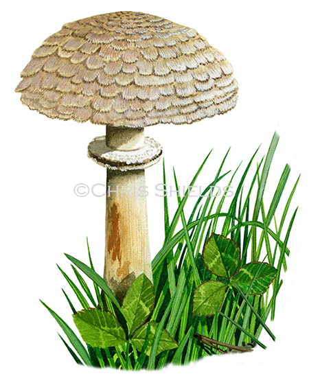 Illustration of Chlorophyllum rhacodes (Shaggy Parasol) (#4456)