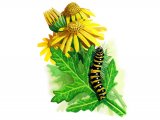 Illustration of Cinnabar Moth Caterpillar (Tyria jacobaeae) (#1480)