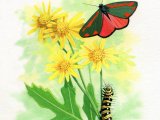 Illustration of Cinnabar Moth Caterpillar (Tyria jacobaeae) (#3398)